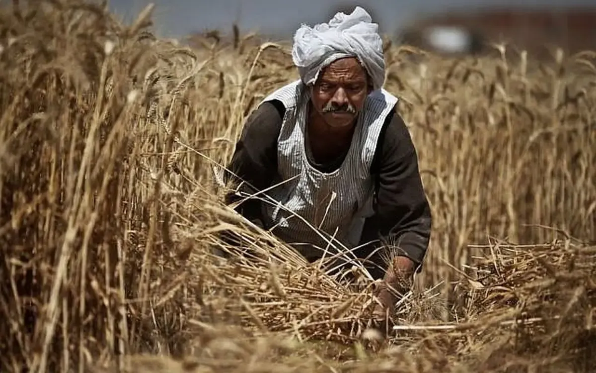 کشاورزی