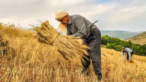 مصوبه افزایش تعرفه برق کشاورزی لغو شد